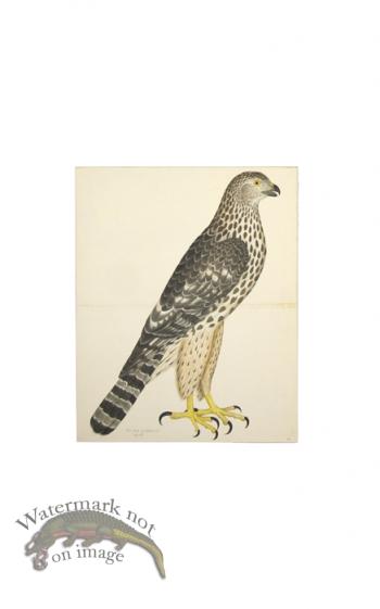 GOSHAWK, JUV.  FEMALE, NORTHERN TYPE . PL 32